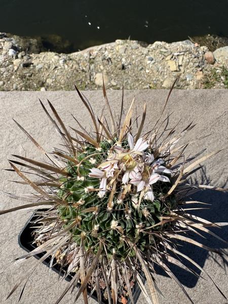 Stenocactus multicostatus